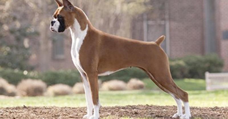 Most Playful Dog Breeds in the World 